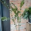 Faux Eucalyptus Branch