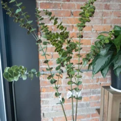 Faux Eucalyptus Branch