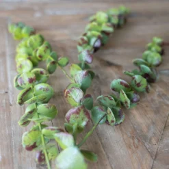 Faux Eucalyptus Branch -Women's Clothing Store BBJune 23 59 594258