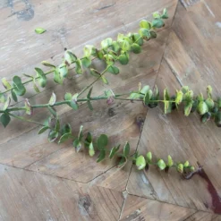 Faux Eucalyptus Branch -Women's Clothing Store BBJune 23 60 794276